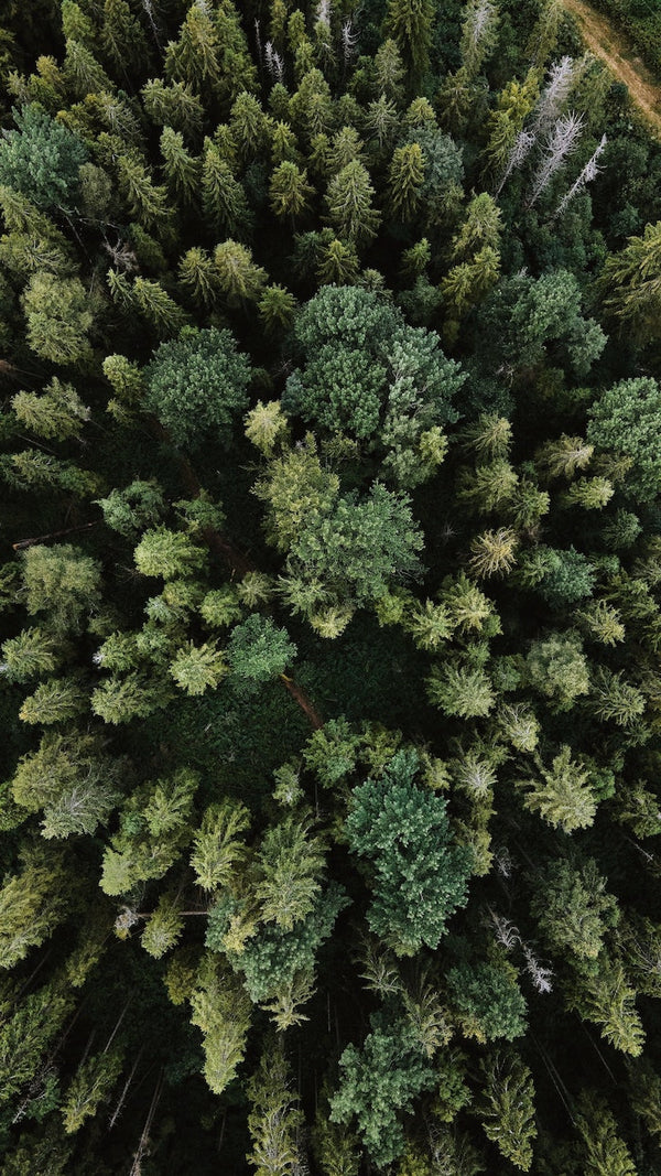 Top view of forest trees.  